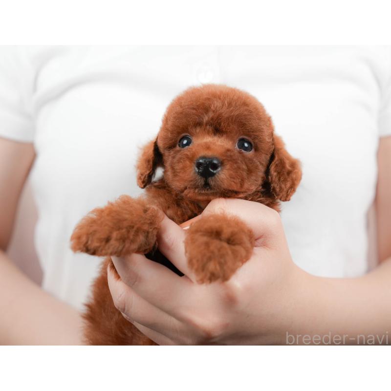 販売中の埼玉県のトイプードル-422890の9枚目