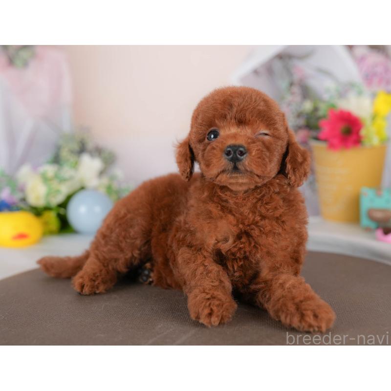 販売中の埼玉県のトイプードル-422890の7枚目