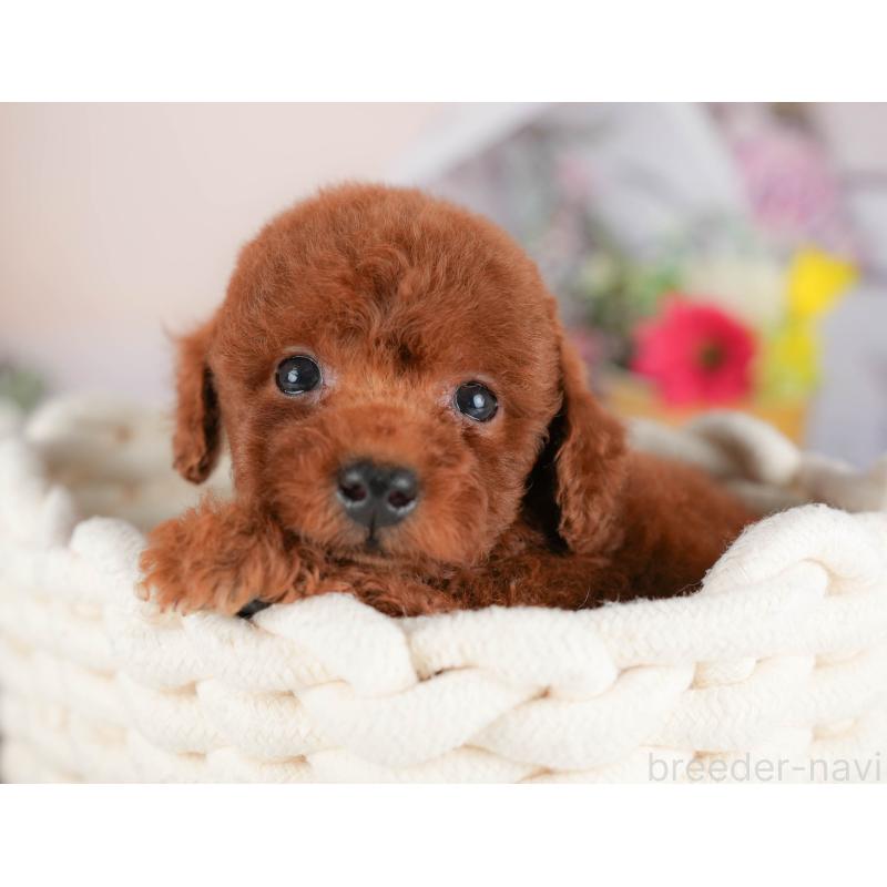 販売中の埼玉県のトイプードル-422890の6枚目