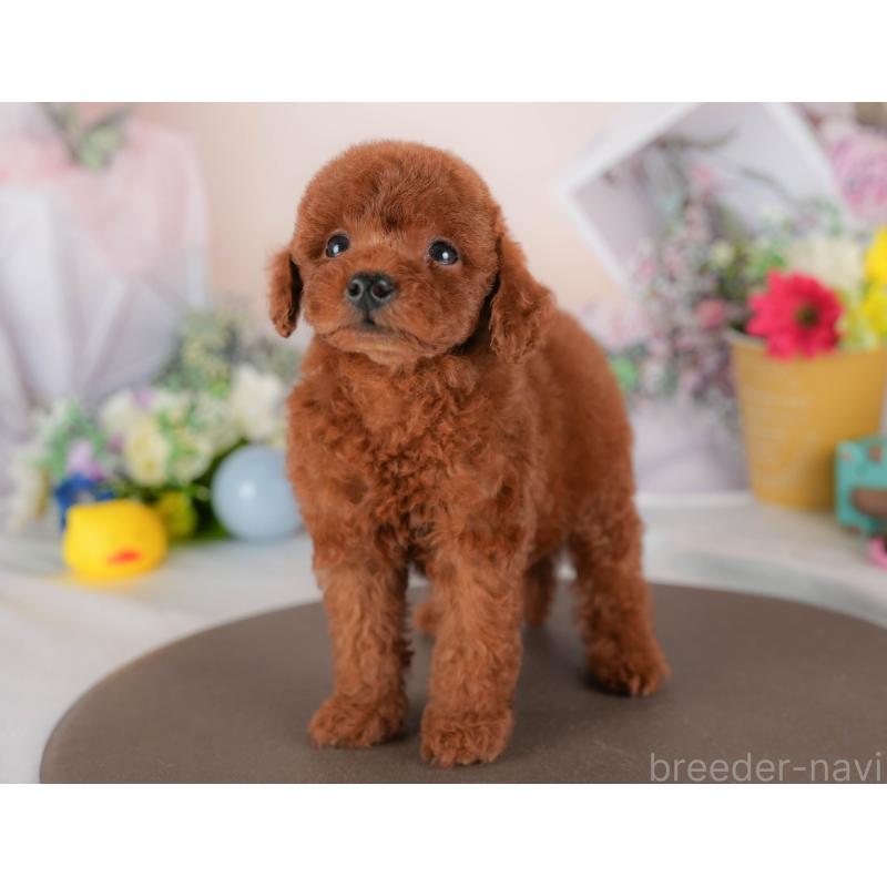 販売中の埼玉県のトイプードル-422890の5枚目