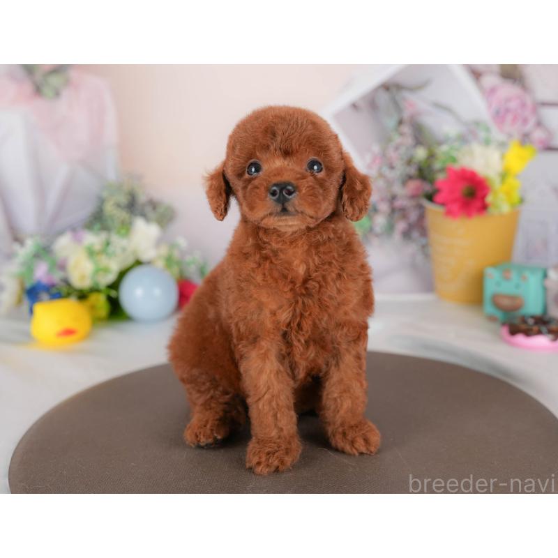 販売中の埼玉県のトイプードル-422890の3枚目