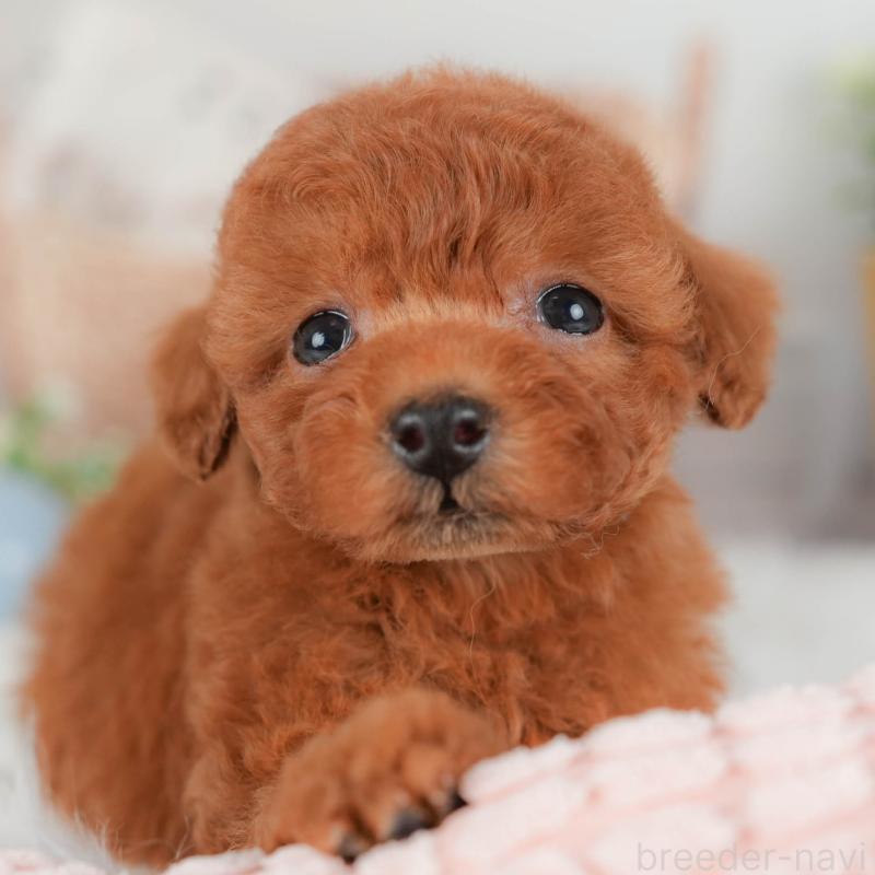 販売中の埼玉県のトイプードル-422888