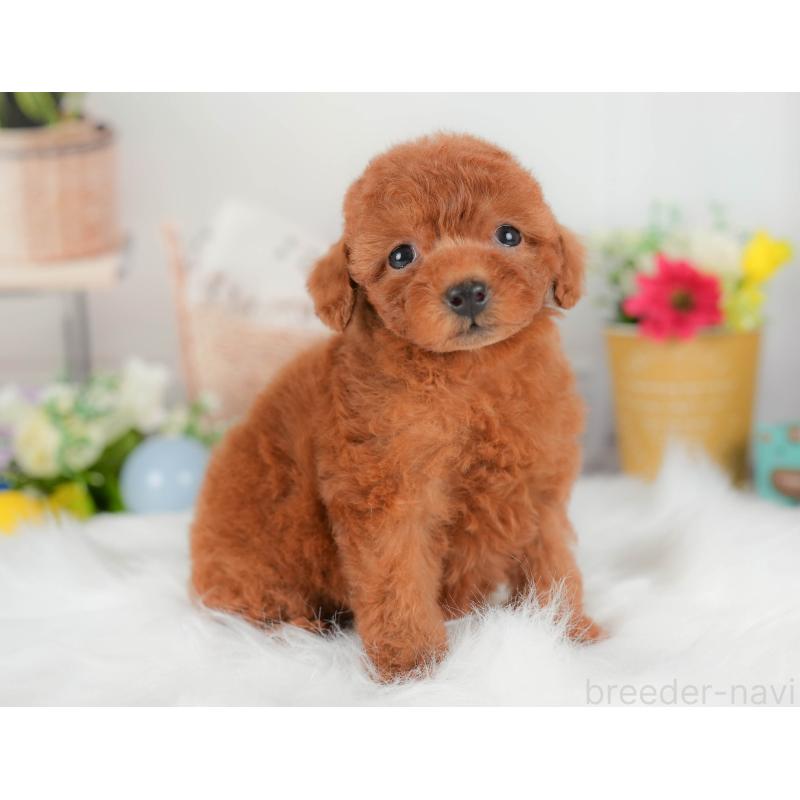 販売中の埼玉県のトイプードル-422888の10枚目