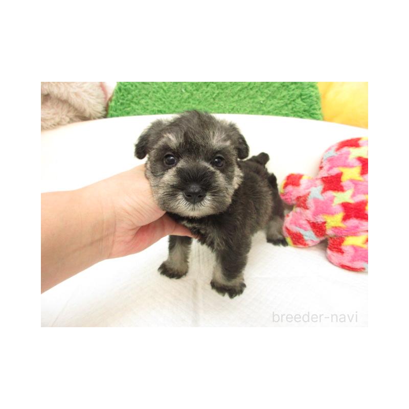 販売中の大阪府のミニチュアシュナウザー-422648の2枚目