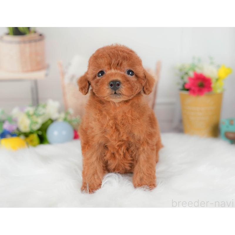 販売中の埼玉県のトイプードル-422888の9枚目