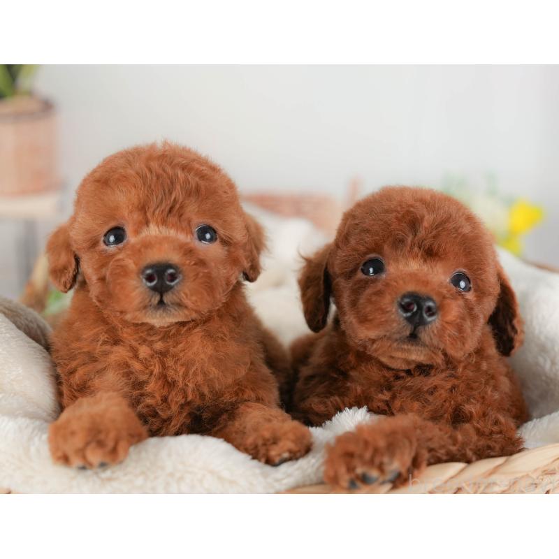 販売中の埼玉県のトイプードル-422888の8枚目