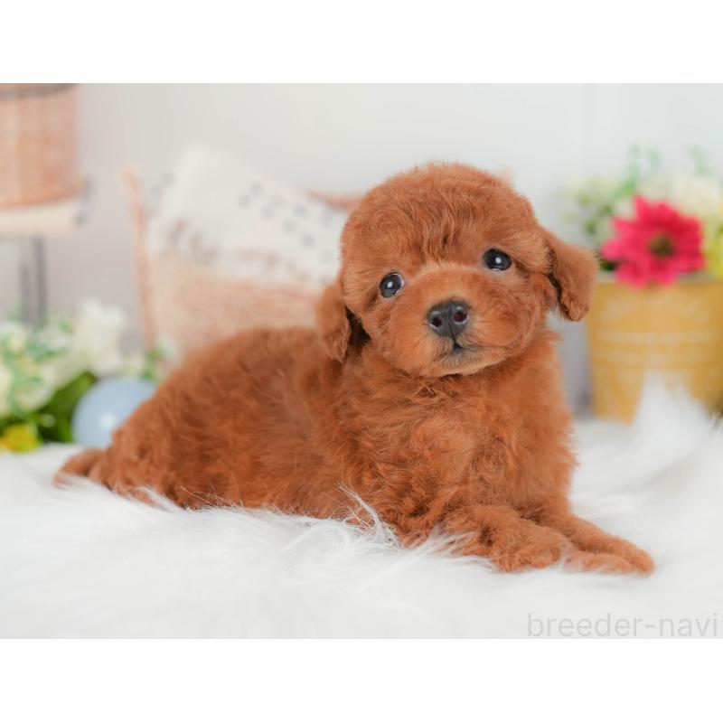 販売中の埼玉県のトイプードル-422888の7枚目