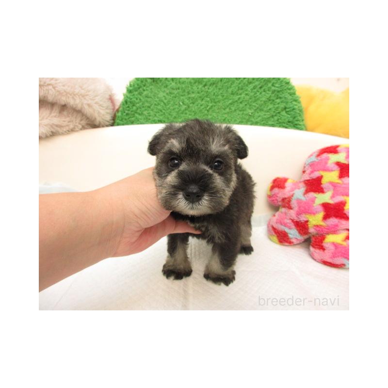 販売中の大阪府のミニチュアシュナウザー-422648