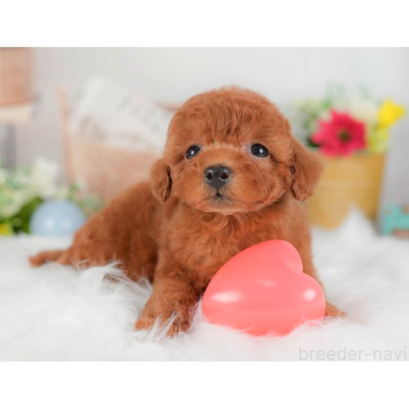 販売中の埼玉県のトイプードル-422888の6枚目