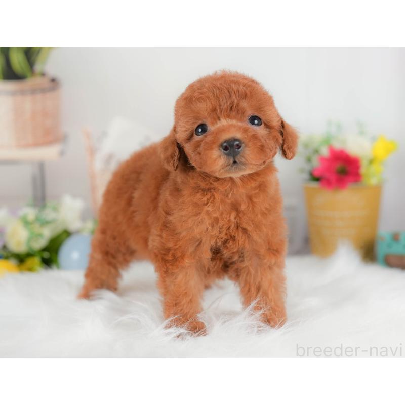 販売中の埼玉県のトイプードル-422888の5枚目