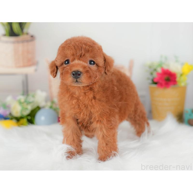 販売中の埼玉県のトイプードル-422888の4枚目