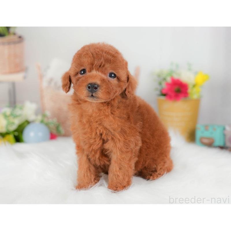 販売中の埼玉県のトイプードル-422888の3枚目