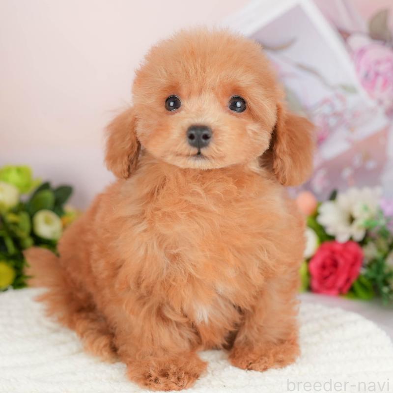 販売中の埼玉県のトイプードル-424406の1枚目