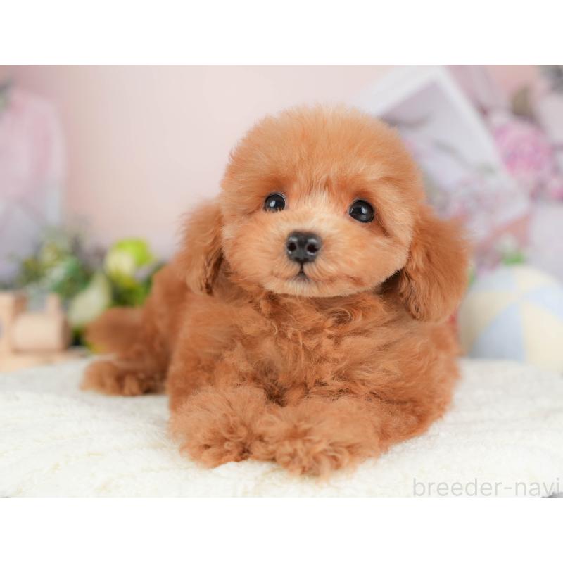 販売中の埼玉県のトイプードル-424406の11枚目