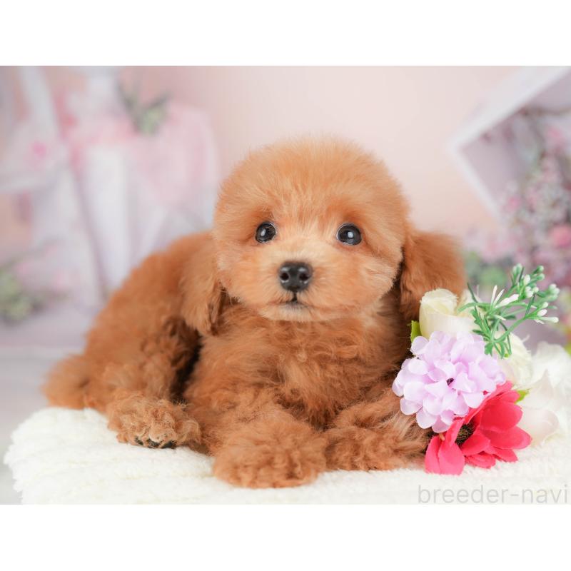 販売中の埼玉県のトイプードル-424406の10枚目