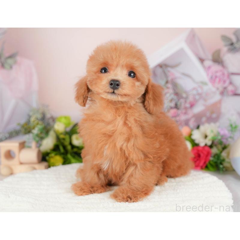 販売中の埼玉県のトイプードル-424406の9枚目