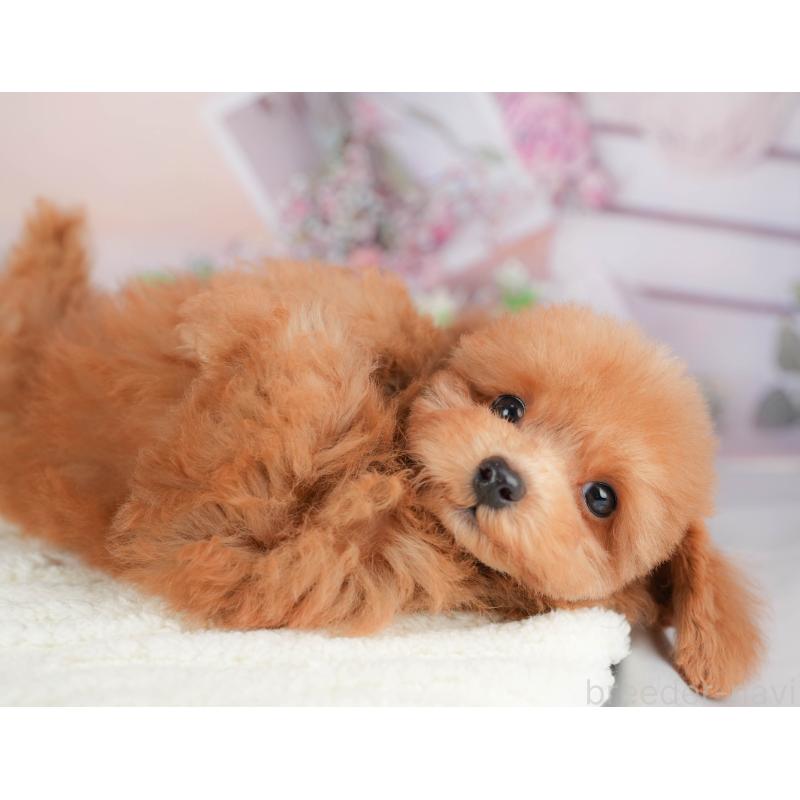 販売中の埼玉県のトイプードル-424406の8枚目