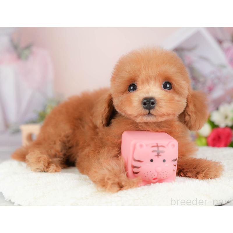 販売中の埼玉県のトイプードル-424406の7枚目