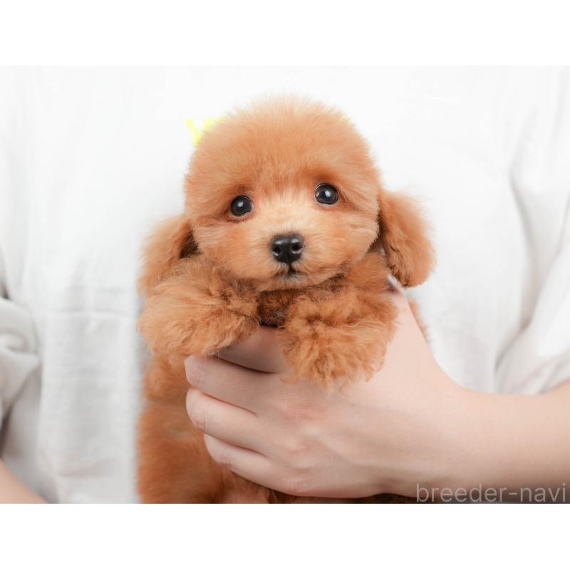 販売中の埼玉県のトイプードル-424406の6枚目