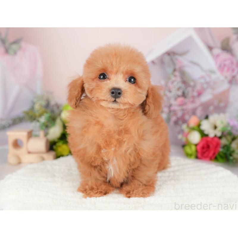 販売中の埼玉県のトイプードル-424406の5枚目