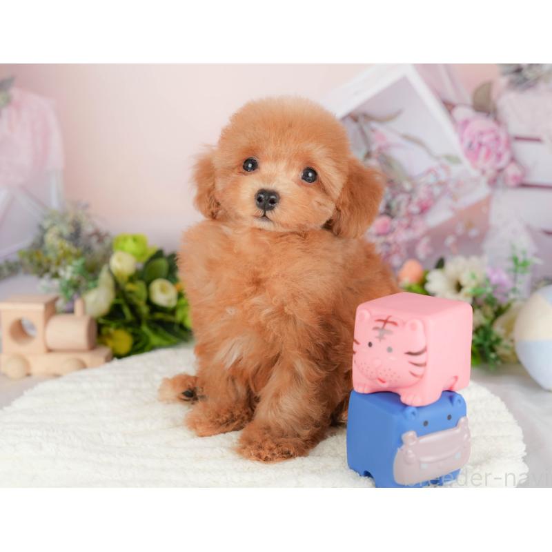 販売中の埼玉県のトイプードル-424406の4枚目