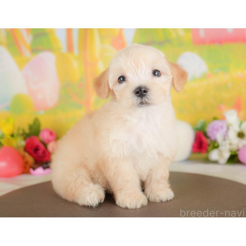 販売中の埼玉県のマルプー:マルチーズ×トイプードル-422887の10枚目