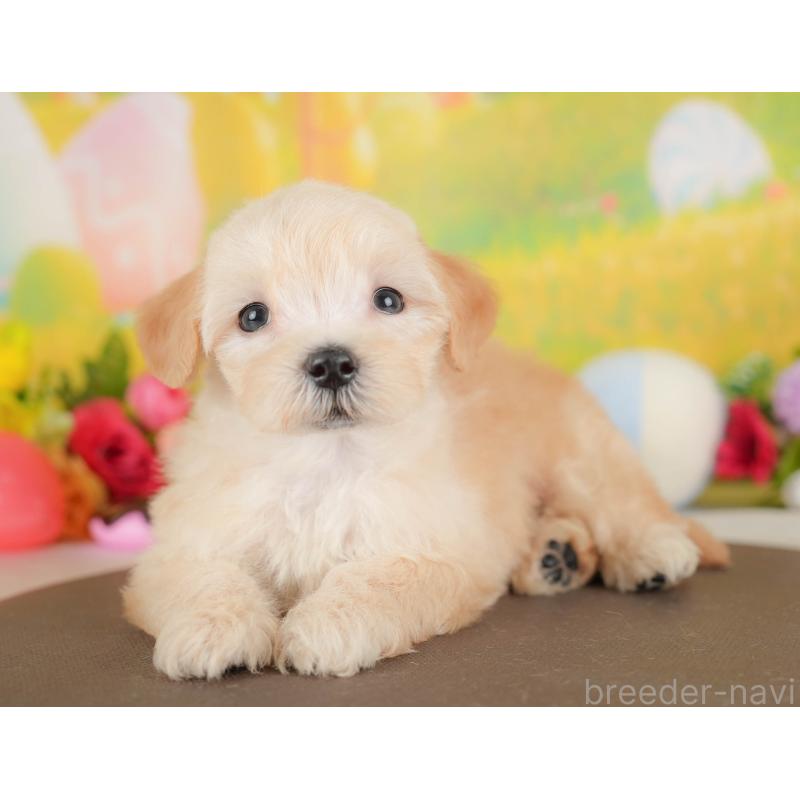 販売中の埼玉県のマルプー:マルチーズ×トイプードル-422887の8枚目