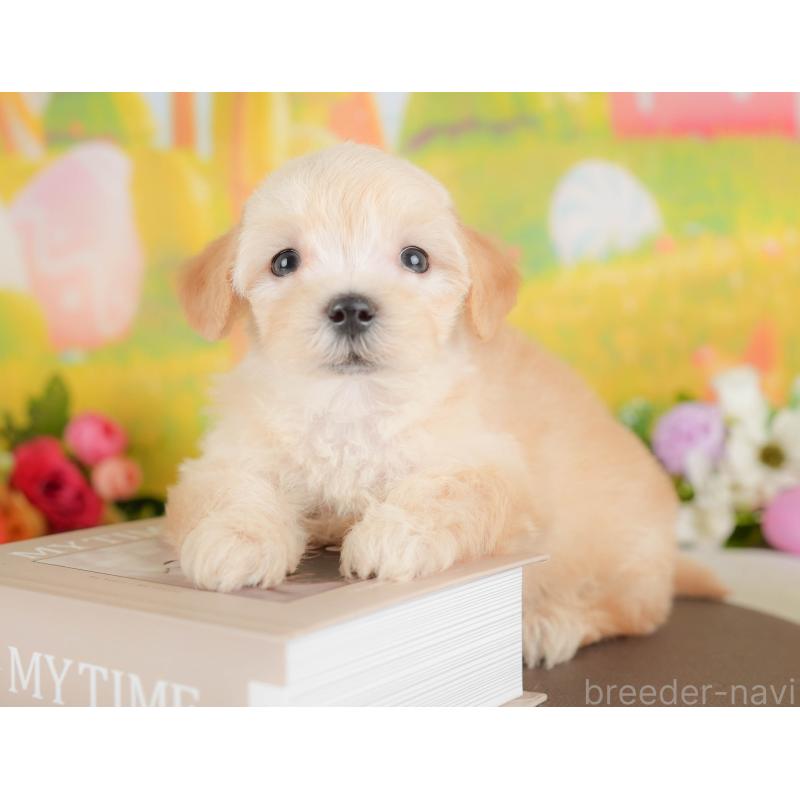 販売中の埼玉県のマルプー:マルチーズ×トイプードル-422887の7枚目