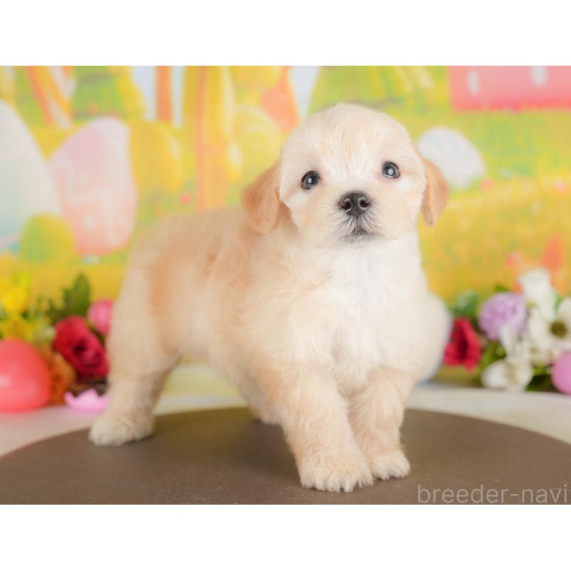 販売中の埼玉県のマルプー:マルチーズ×トイプードル-422887の6枚目