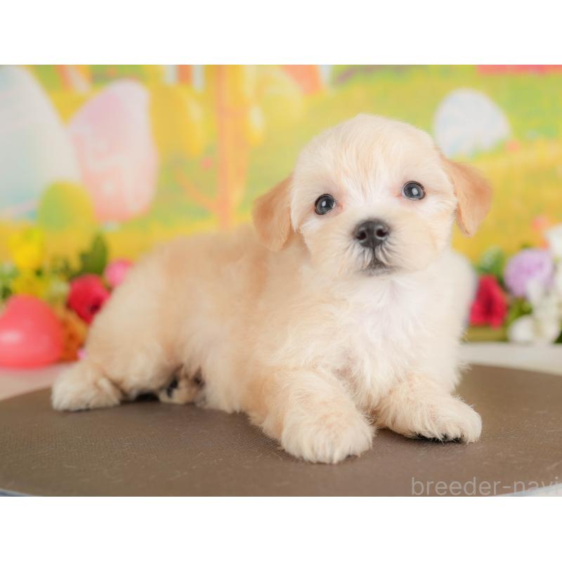 販売中の埼玉県のマルプー:マルチーズ×トイプードル-422887の5枚目