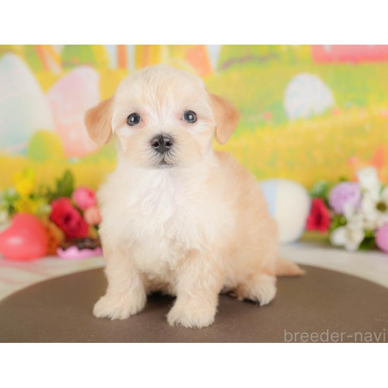 販売中の埼玉県のマルプー:マルチーズ×トイプードル-422887の4枚目