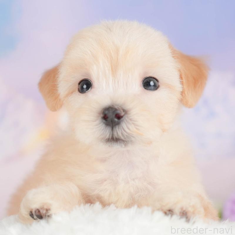 販売中の埼玉県のマルプー:マルチーズ×トイプードル-422885