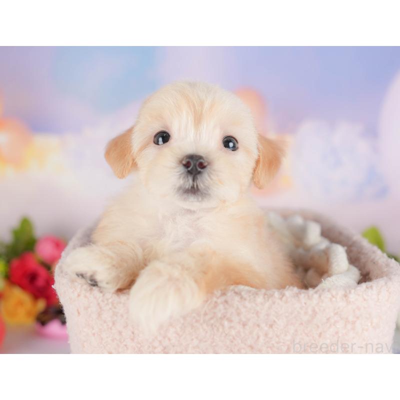 販売中の埼玉県のマルプー:マルチーズ×トイプードル-422885の9枚目