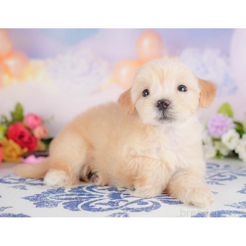 販売中の埼玉県のマルプー:マルチーズ×トイプードル-422885の6枚目