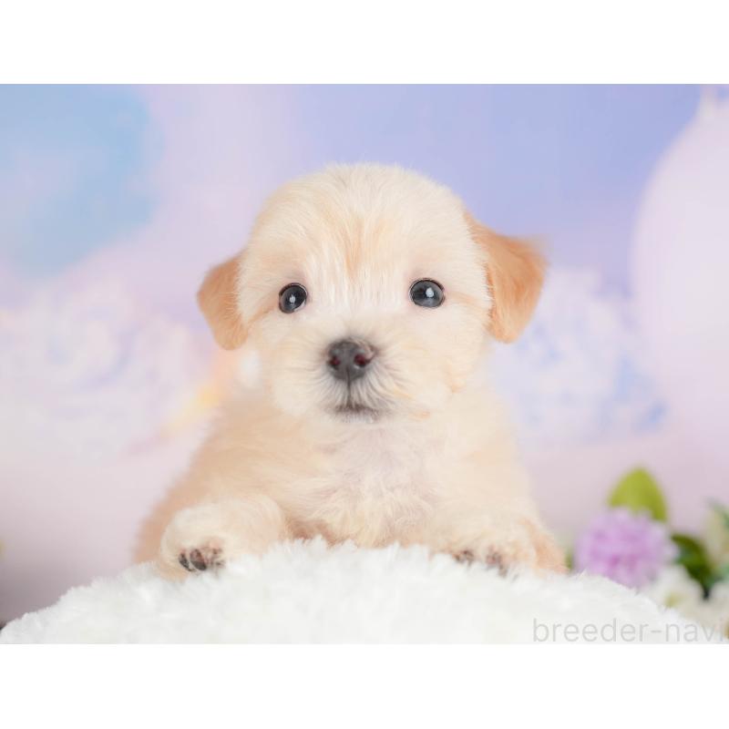 販売中の埼玉県のマルプー:マルチーズ×トイプードル-422885の3枚目