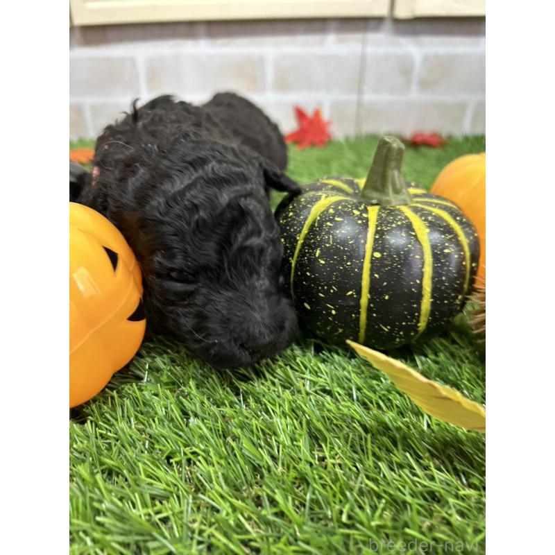 販売中の北海道のスタンダードプードル-422650の8枚目