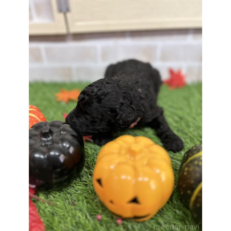 販売中の北海道のスタンダードプードル-422650の7枚目