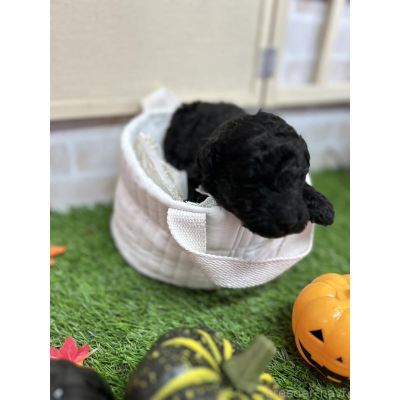 販売中の北海道のスタンダードプードル-422650の5枚目