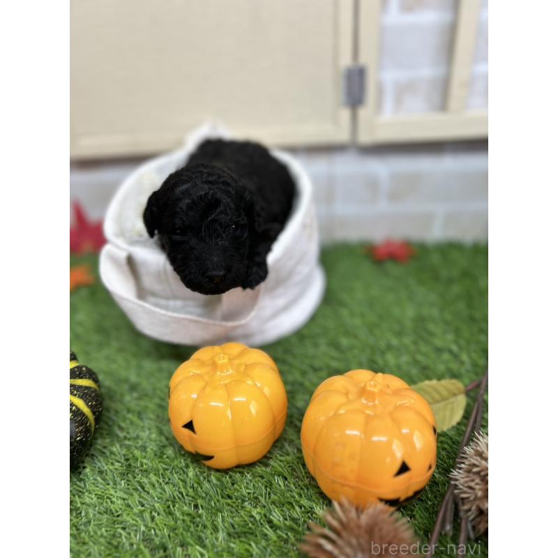 販売中の北海道のスタンダードプードル-422650の4枚目