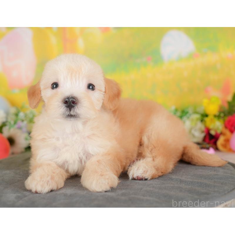 販売中の埼玉県のマルプー:マルチーズ×トイプードル-422884の9枚目