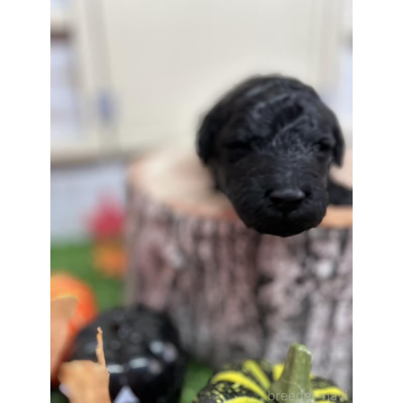 販売中の北海道のスタンダードプードル-422650の3枚目