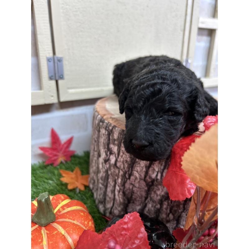 販売中の北海道のスタンダードプードル-422650の2枚目