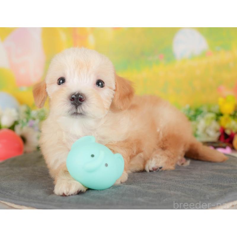 販売中の埼玉県のマルプー:マルチーズ×トイプードル-422884の6枚目