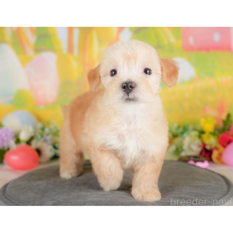 販売中の埼玉県のマルプー:マルチーズ×トイプードル-422884の3枚目