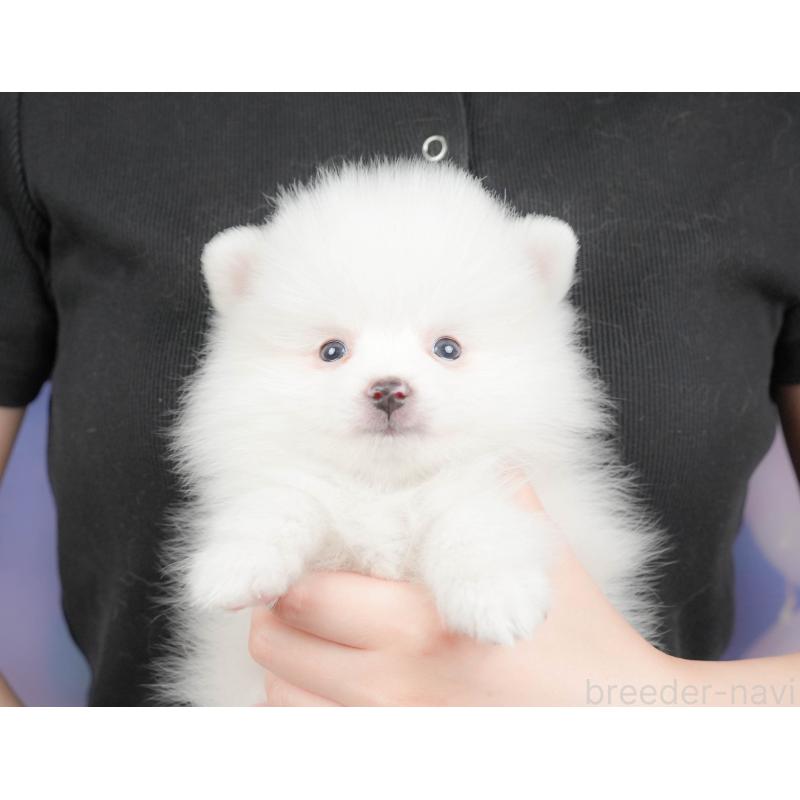 販売中の埼玉県のポメラニアン-422779の10枚目