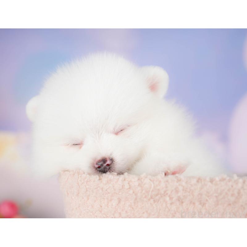 販売中の埼玉県のポメラニアン-422779の9枚目