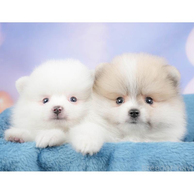 販売中の埼玉県のポメラニアン-422779の8枚目