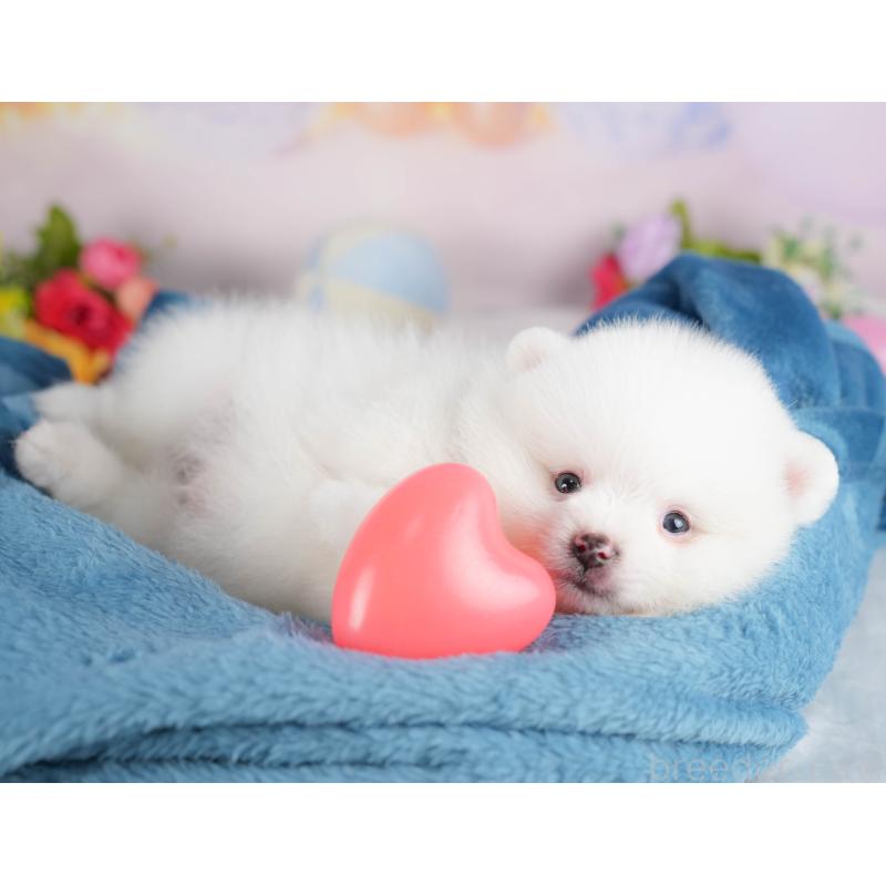 販売中の埼玉県のポメラニアン-422779の7枚目