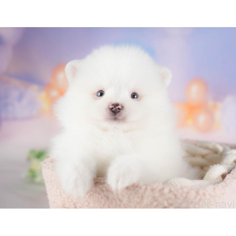 販売中の埼玉県のポメラニアン-422779の6枚目