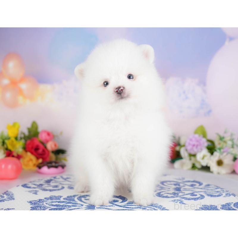 販売中の埼玉県のポメラニアン-422779の5枚目